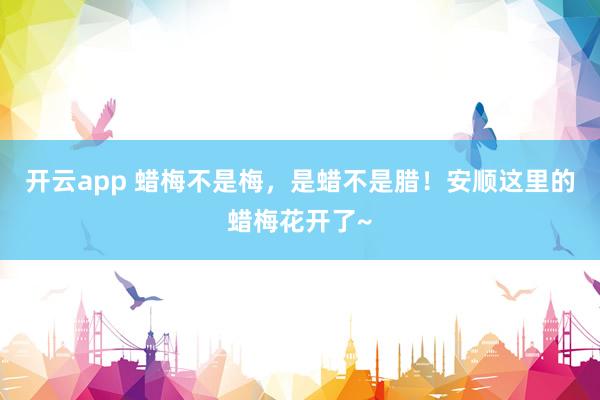 開云app 蠟梅不是梅，是蠟不是臘！安順這里的蠟梅花開了~